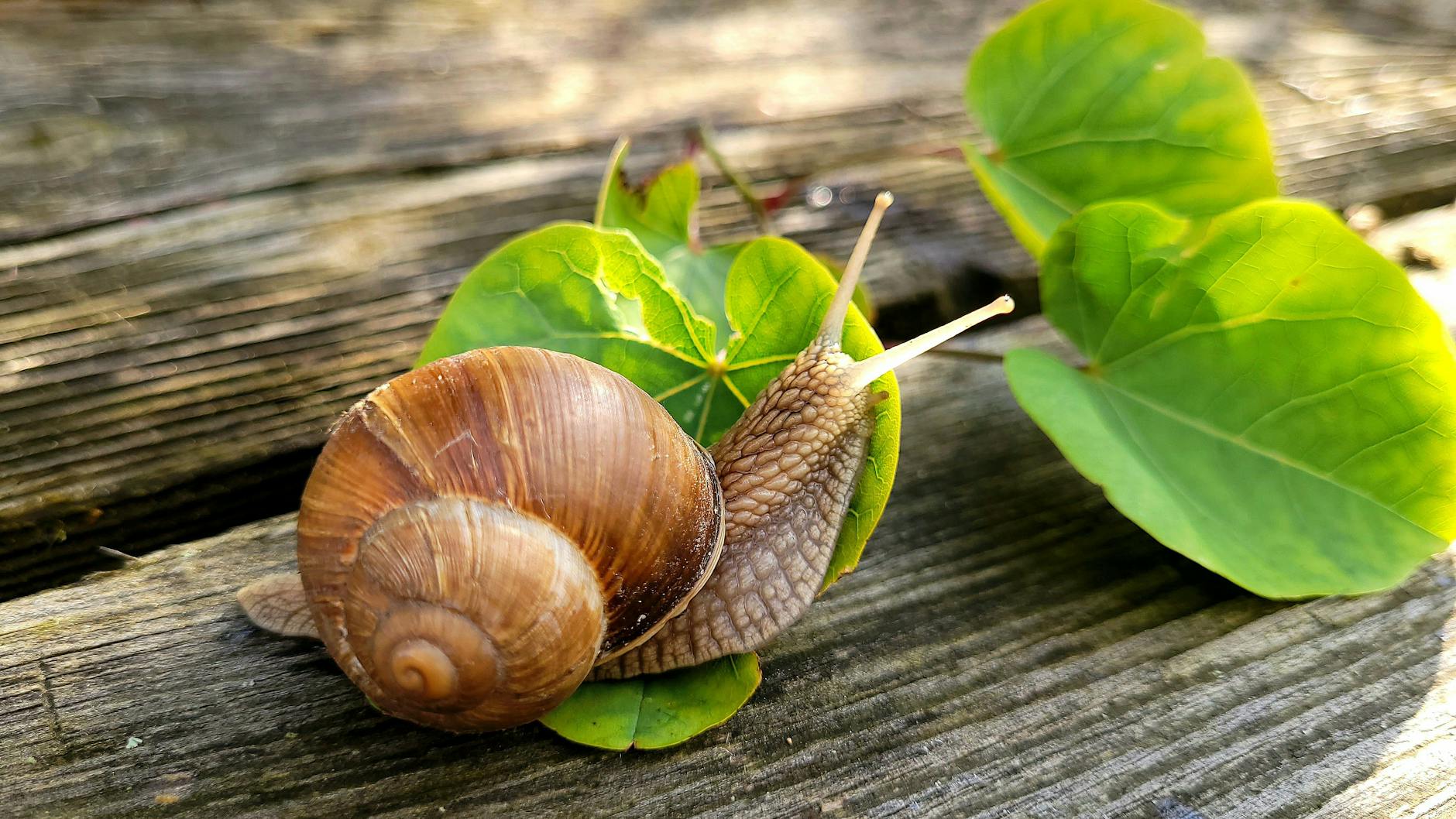 A detailed shot of a garden snail crawling over green leaves on a wooden surface.