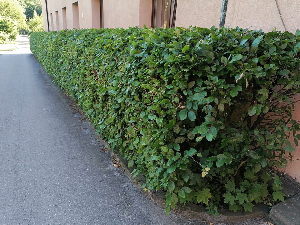 Żywopłot w ogrodzie — najlepsze gatunki i zasady formowania