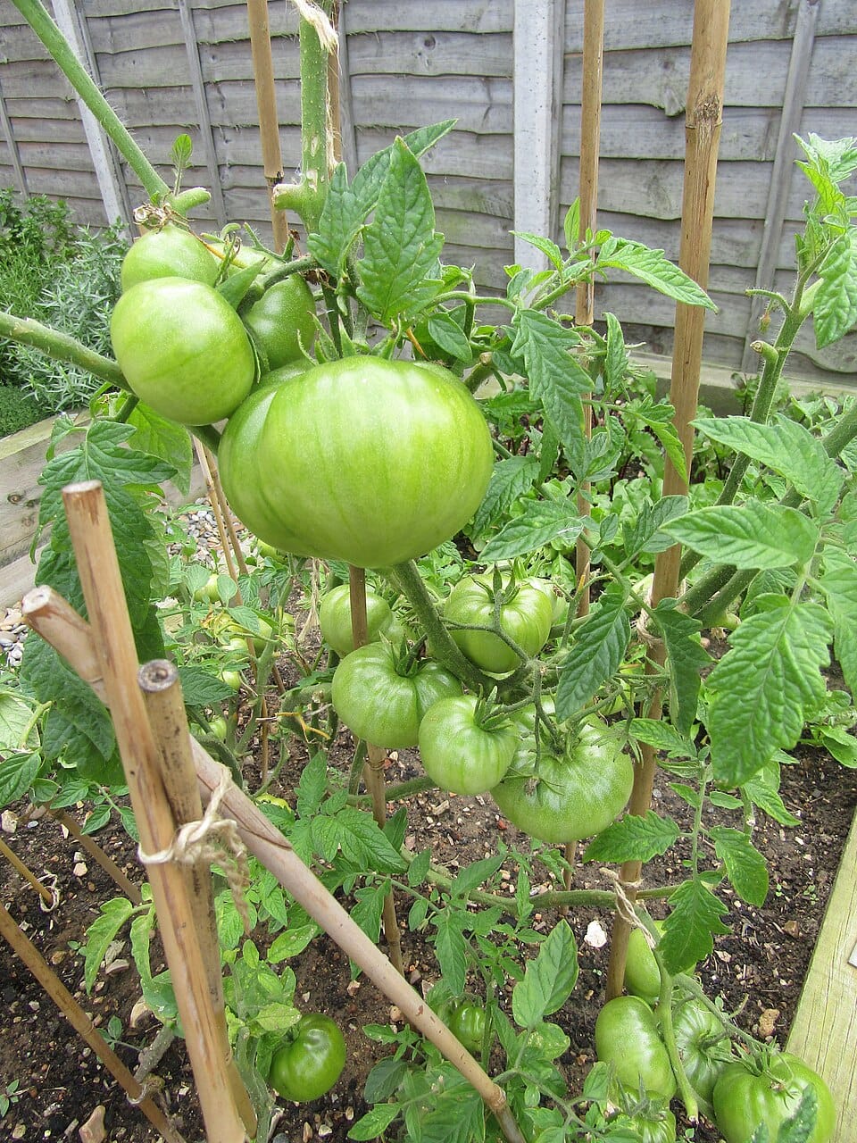 Kiedy i jak sadzić pomidory w polskim klimacie — pełny kalendarz