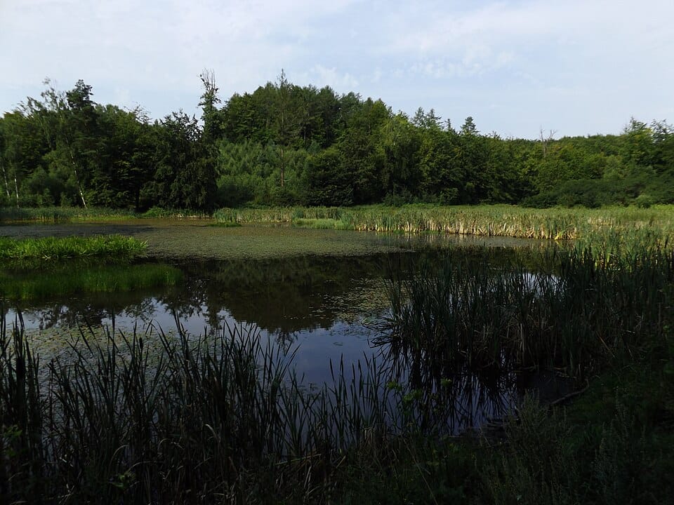 Oczko wodne w ogrodzie — budowa, rośliny i pielęgnacja
