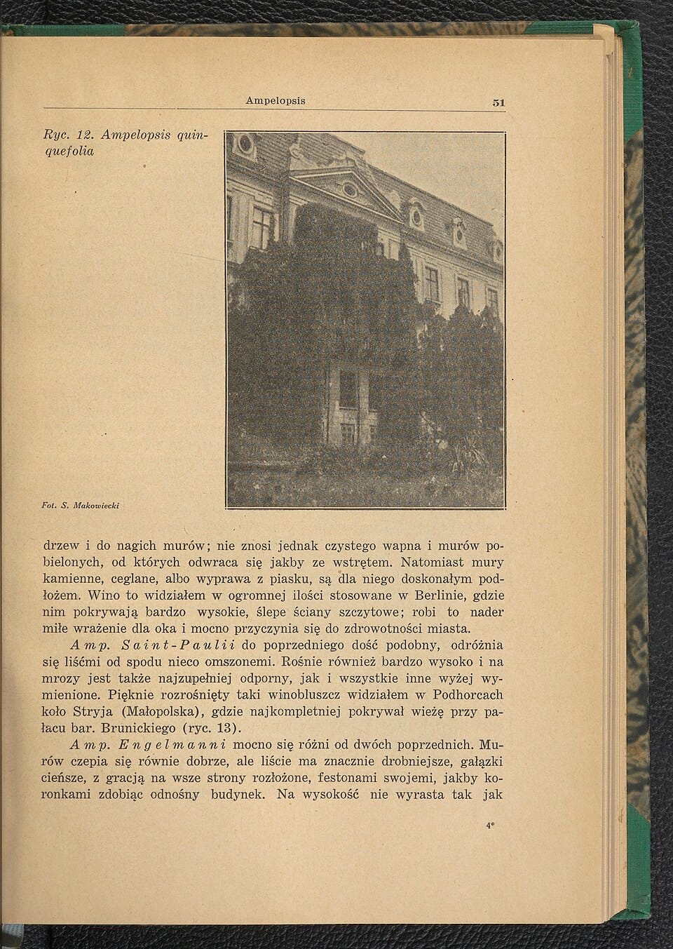 Krzewy ozdobne na cztery pory roku — 12 propozycji do ogrodu