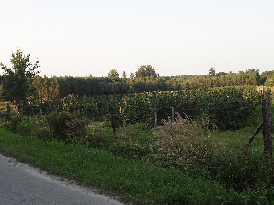 Uprawa malin i jeżyn — jak ciąć, nawozić i zbierać