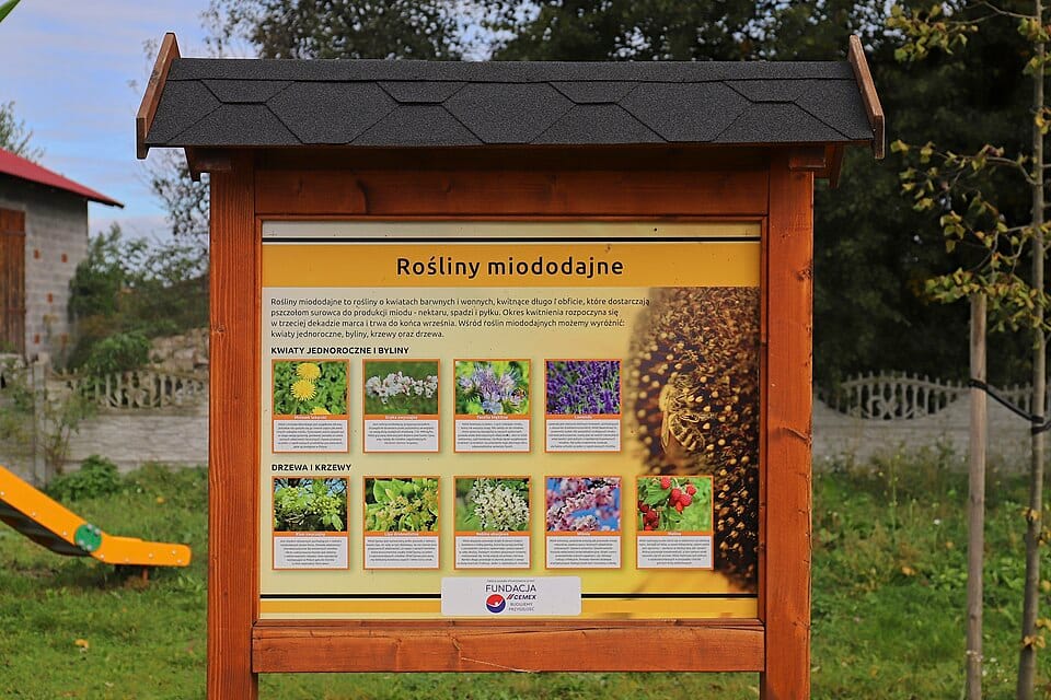 Rośliny miododajne — jak pomóc pszczołom we własnym ogrodzie